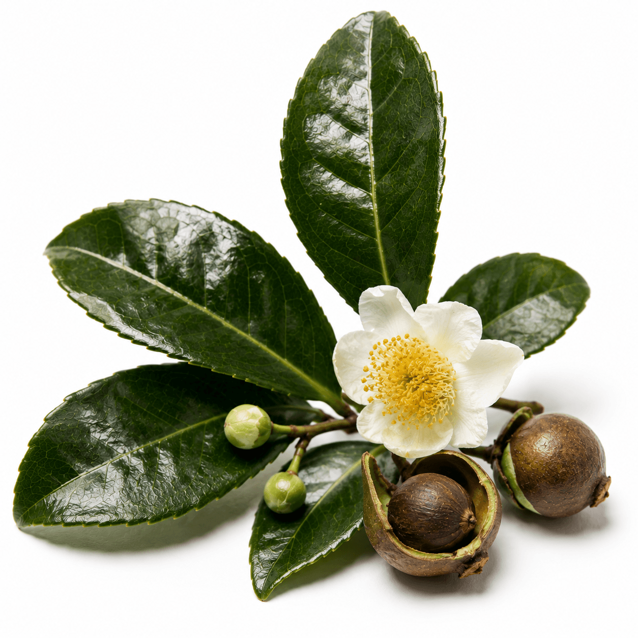 Camellia leaves, blossom, and seed pods
